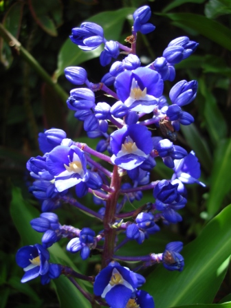 Tropical Flowers of Hawaii